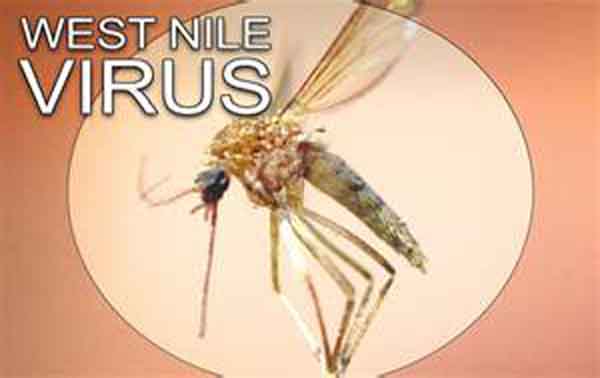 Virus