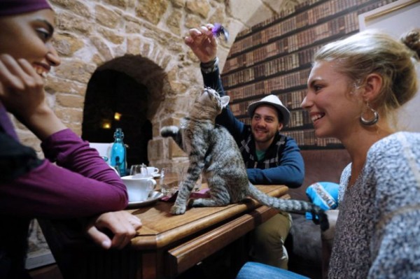 Cafe-des-Chats