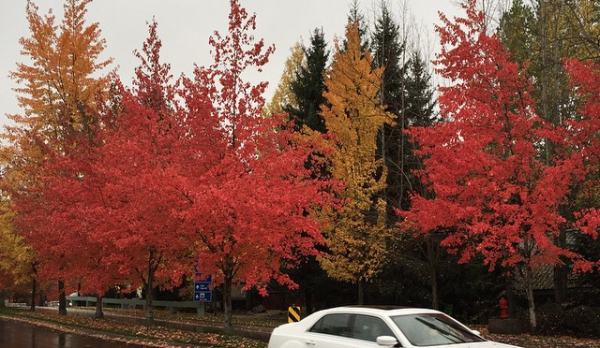 canada-fall