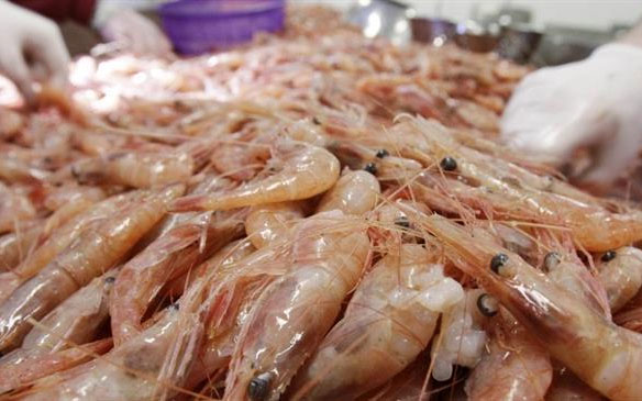 Iran-Seafood