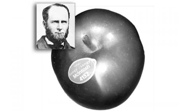 McIntosh