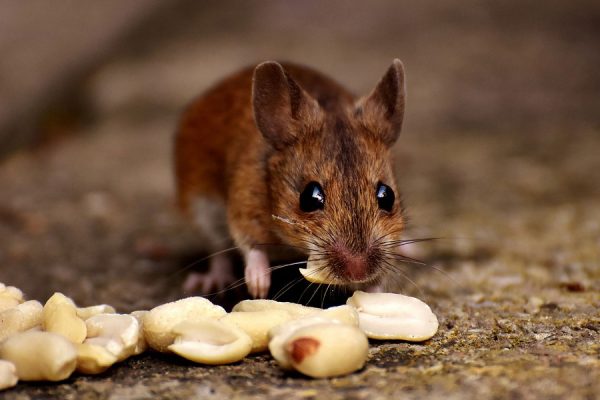mouse