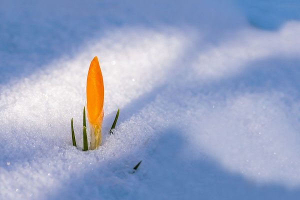 spring