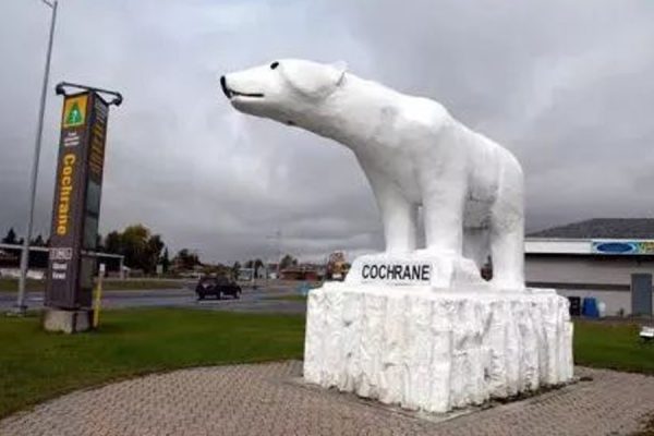 bear