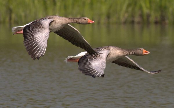 goose