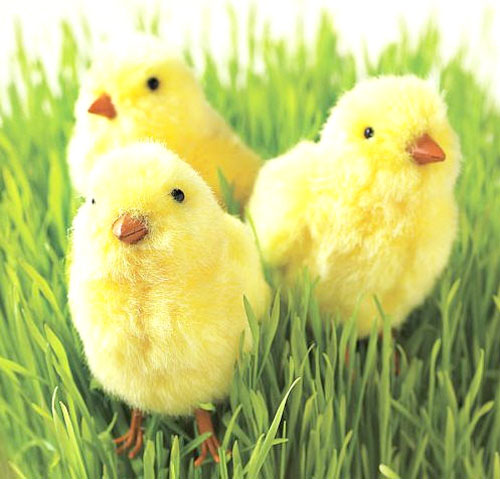 page-06-chicks