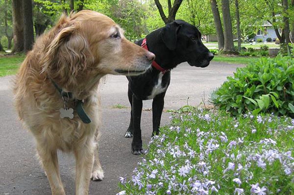 shock-collars-dog-training