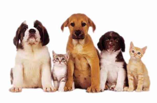 Pet