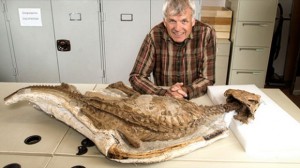 Philip Currie displays the near-complete skeleton of a baby Chasmosaurus a relative of the Triceratops فیلیپ کُوری از پژوهشگران دانشگاه آلبرتا فسیل بچه دایناسور تقریبا کامل را نشان می دهد