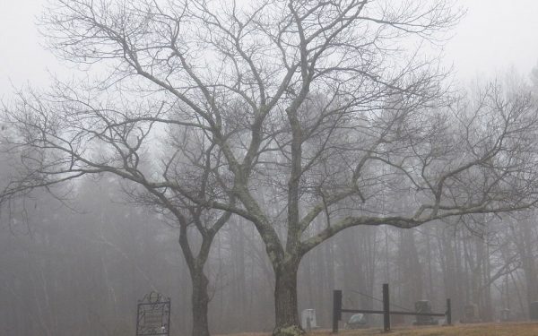 dead-body