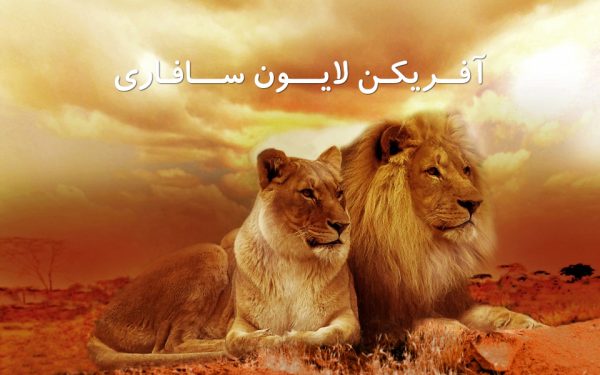 جایی که طوطی ها هم سرود
اُ کانادا میخوانند
آقا شیره چرت می زنه،
آقا فیله نمایش بازی می کنه،
خانم ببره با چشمای آبی شما رو تماشا میکنه، میمونه شکلک در می آره.