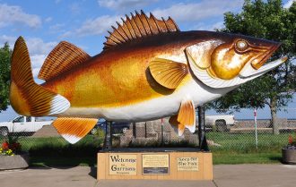 Yellow Perch