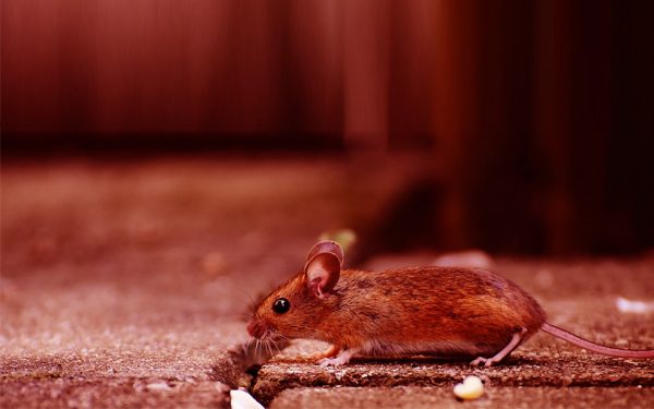 rat