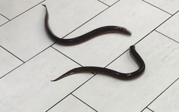 eels1