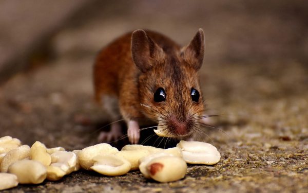 mouse