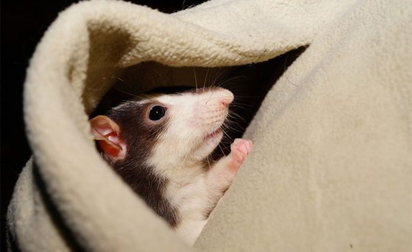 rat