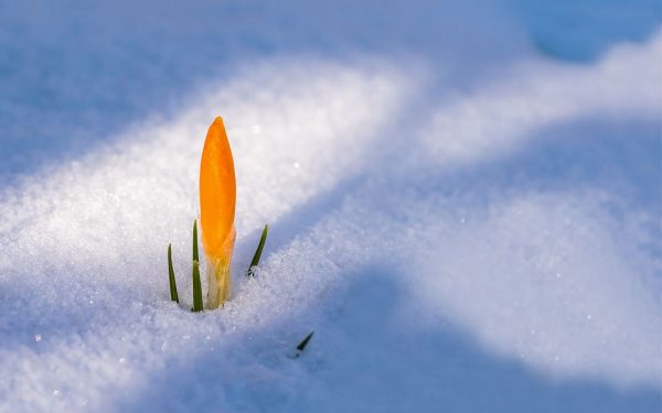 spring
