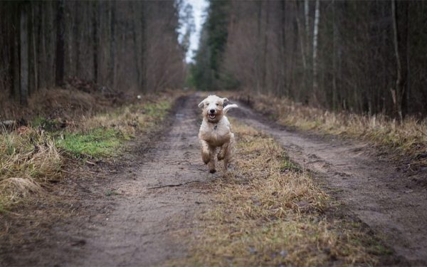 dog