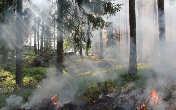 firejungle