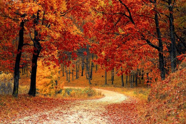 fall