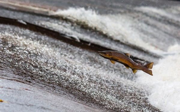 salmon
