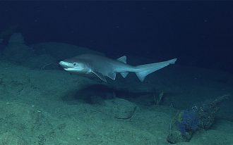 The bluntnose sixgill is often found near the ocean floor.