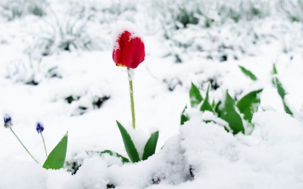 spring