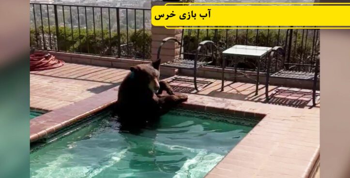ویدیو: در پی گرمای تابستان، خرسی در جکوزی یک خانه دیده شد