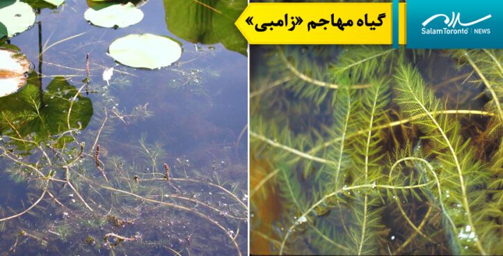 گونه مهاجم «گیاه زامبی» در حال نابودی دریاچه های انتاریو
