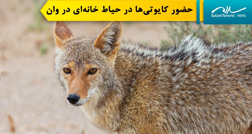 گرچه حوادث‌ مرتبط با کایوتی‌ها در سراسر شهر رخ می‌دهد اما به نظر می‌رسد این مشکل بیشتر در منطقه تورن‌هیل متمرکز شده است.(FP)