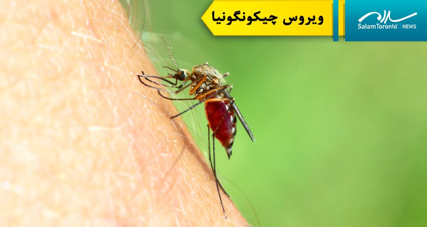 چیکونگونیا Chikungunya ویروسی است که توسط پشه‌های آلوده به انسان منتقل می‌شود. (FP)