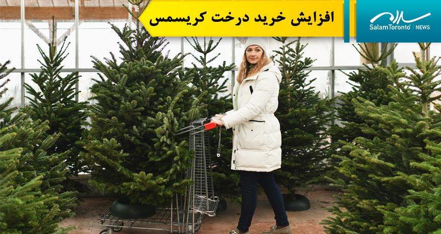 اکثر تولیدکنندگان انتظار خوبی از فروش درخت کریسمس امسال دارند و خرید آن افزایش یافته است.(FP)